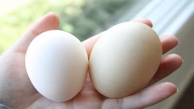 मुर्गी के अंडे से भी ज्यादा फायदा करता है इस जानवर का अंडा, आज ही डाइट में कर लें शामिल