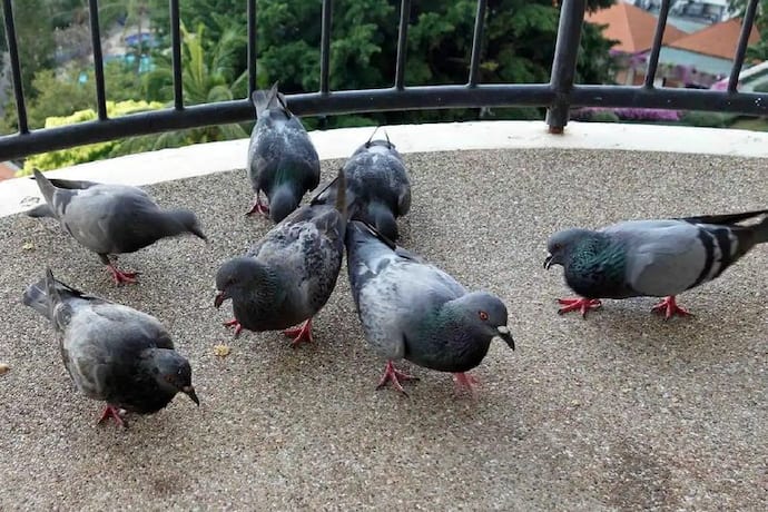 मुंबई का एक परिवार बालकनी में कबूतरों को नहीं खिला पाएगा दाना, अदालत ने सुनाया है ऐसा फैसला