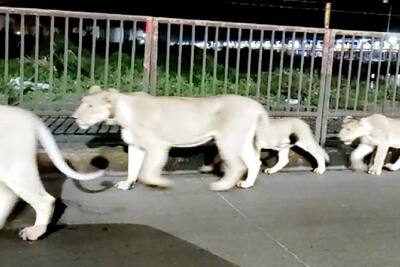 हाईवे पर दिखी 5 शेरों की टोली: जब सैर पर निकले 'जंगल के राजा', अनोखा नजारा देख हर कोई हैरान