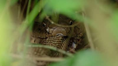 कोबरा को जिंदा चबा गया किंग कोबरा, IFS अधिकारी ने बताया इस डरावनी आंखों वाले सांप की पूरी कहानी