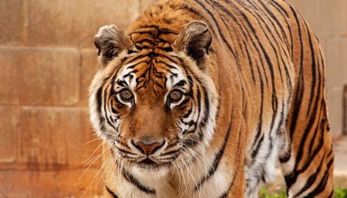 Tiger Attack- হার মানল বন্ধুরাও, সুন্দরবনে কাঁকড়া ধরতে গিয়ে বাঘের হানায় মৃত্যু মৎস্যজীবীর