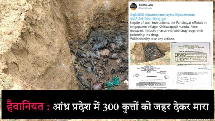 आंध्र प्रदेश में 300 आवारा कुत्तों को जहर देकर मारा, दफनाते वक्त हुआ खुलासा; कलेक्टर ने दिए जांच के आदेश
