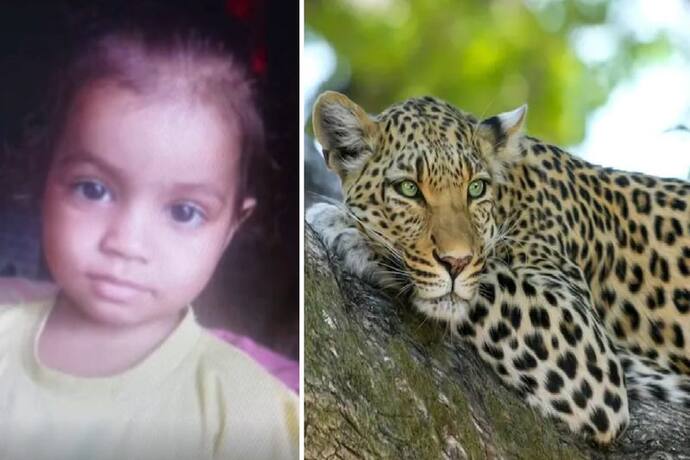 पिता की गोद से 6 साल की बेटी को खींच ले गया तेंदुआ, पलक झपकते ही किया शिकार..कहीं धड़ तो कहीं मिला सिर