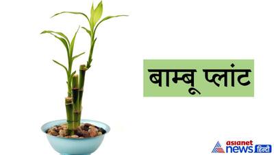 Vastu Tips: गुड लक बढ़ाते हैं ये 5 पौधे, इन्हें घर में रखने से कम होती है निगेटिव एनर्जी