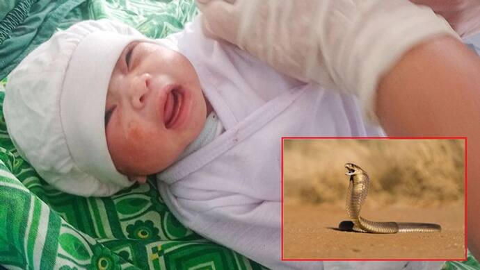 इस बच्ची का जिंदा बचना है चमत्कार! क्या है दुनिया के सबसे डेंजर कोबरा और इस बच्ची के जन्म के पीछे की कहानी