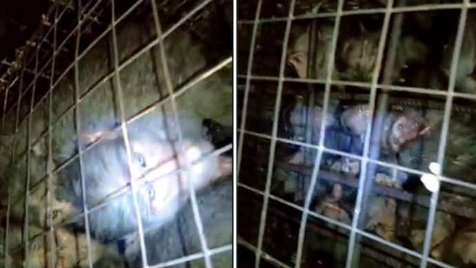 मौत के मुंह में थे 60 बंदर, छोटे से पिंजरे में ठूंस कर बंद किए गए थे, एक वीडियो से खुली इस क्रूरता की पोल