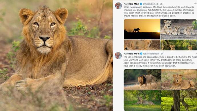 World Lion Day पर मोदी ने tweet करके गुजरात के CM रहते अपने दिनों को किया याद और कही ये बात