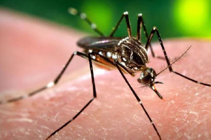 UP में बढ़ रहा Zika : कानपुर, कन्नौज के बाद लखनऊ में भी मिले मरीज, अब तक 111