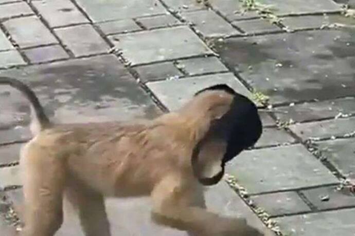 जब सड़क पर मास्क लगाकर निकाला बंदर,  देखकर हैरान हो गए, वीडियो हुआ वायरल