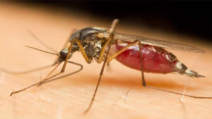घर-घर फैला डेंगू का डर, ये लक्षण दिखते ही हो जाएं सतर्क, देखें पूरी डिटेल