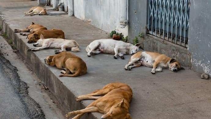 कुछ को जहर देकर मारा-कुछ को जिंदा दफनाया, 150 कुत्तों की हत्या कर सामूहिक कब्र में दफनाने की डरावनी कहानी