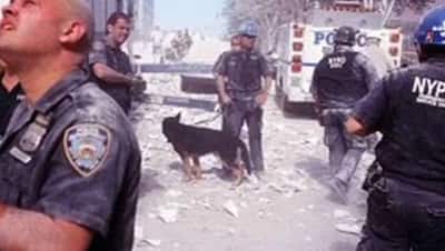 उस कुत्ते की कहानी, जिसने 9/11 अटैक के बाद 3000 घंटे तक ग्राउंड जीरो पर ड्यूटी की, यही बना उसकी मौत की वजह