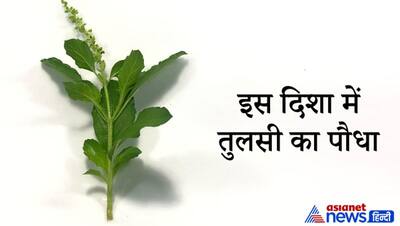 तुलसी का पौधा बढ़ाता है पॉजिटिव एनर्जी, इसे घर में लगाने से पहले ध्यान रखें ये बातें
