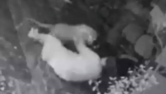 Leopard ने घात लगाकर किया 55 साल की महिला पर अटैक, वो भी डंडा लेकर पिल पड़ी, देखें CCTV फुटेज