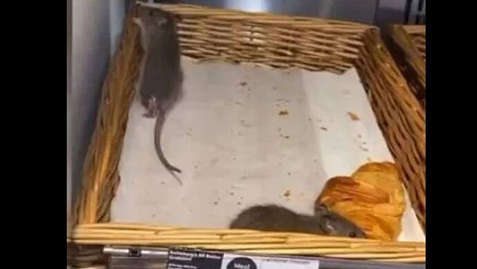 दुकान के अंदर पेस्ट्री पर रेंगते चूहों का वीडियो वायरल, लोगों ने कहा- छी, अब नहीं खाना खुला सामान