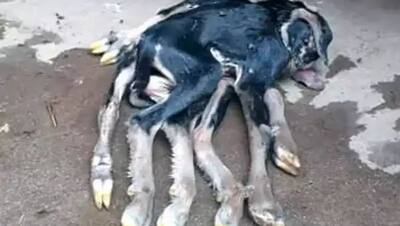 नवरात्रि में कुदरत का करिश्मा: बकरी ने दिया 8 पैरों वाले अजीब बच्चे को जन्म, लोग मान रहे इसे चमत्कार