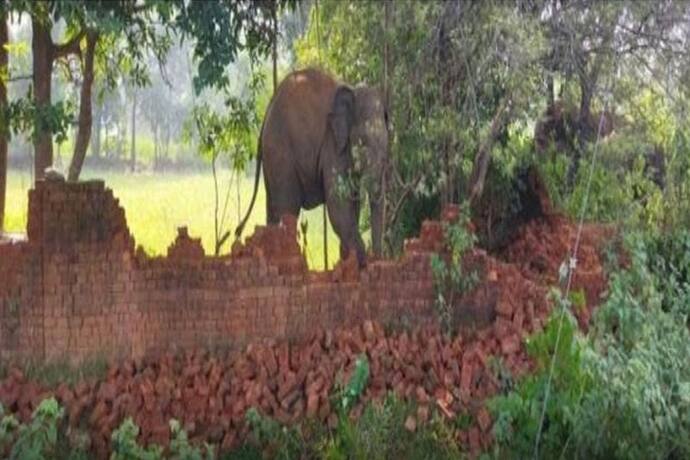 गुस्से में गजराज: जब झुंड से बिछड़ा हाथी तो जमकर मचाया उत्पात, पटक-पटककर 5 लोगों को मार डाला