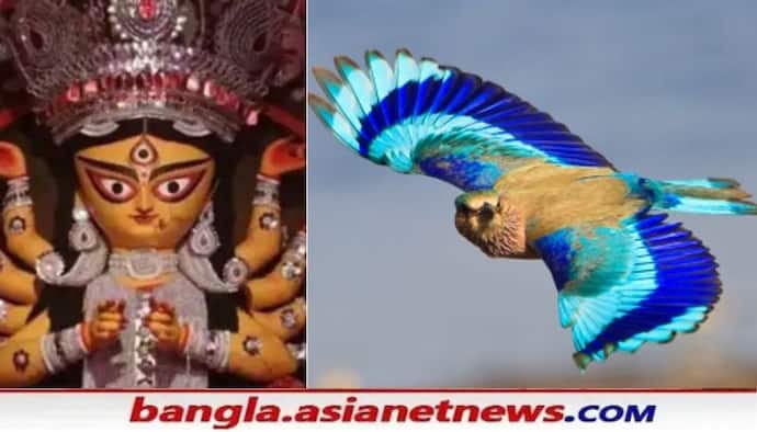 Durga Puja 2021: দশমীর দেবীবিদায় ও বিলুপ্তির পথে 'নীলকণ্ঠ পাখি'