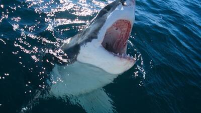 ऐसा क्या हुआ कि शार्क ने एक तैराक का प्राइवेट पार्ट ही चबा डाला, इसके बाद जो हुआ वह बहुत दर्दनाक था