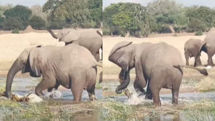बच्चे को बचाने के लिए हाथी और मगरमच्छ में हुई जमकर लड़ाई, वीडियो का अंत सबसे ज्यादा चौंकाने वाला