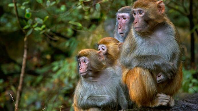 बंदरों के जरिए दूर हो सकती है पुरुषों में बांझपन की दिक्कत, स्टडी से पता चला कैसे बन सकते हैं बाप