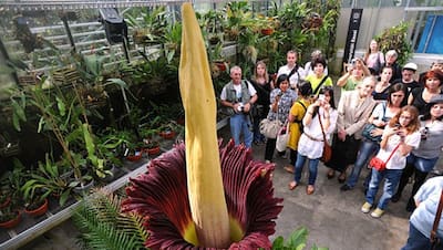 सड़ी हुई लाश की बदबू-इंसान के प्राइवेट पार्ट जैसा आकार, 24 साल बाद खिले इस फूल ने दुनिया को किया हैरान