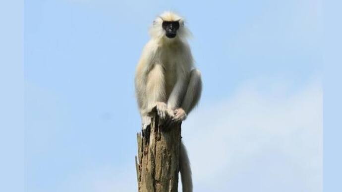 Fact check: क्या सच में बंदरों को भगाने के लिए तैनात किए गए लंगूर?