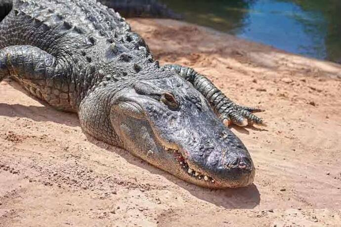 Murshidabad Crocodile- কুমীর আতঙ্কে কাঁপছে জেলা,নদী থেকে শতহস্ত দূরে গ্রামবাসীরা