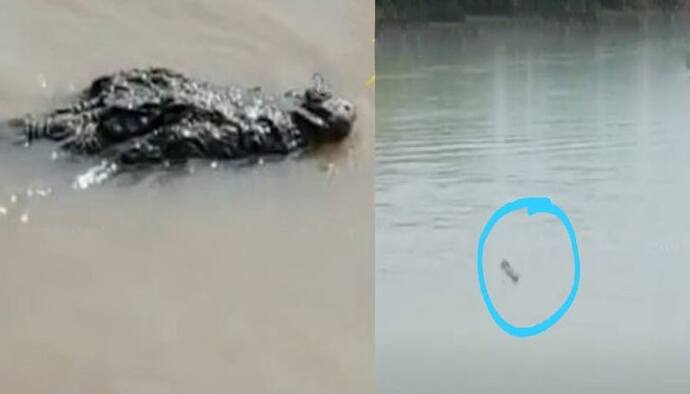 Murshidabad Crocodile- ছট পুজোয় নদীতে আতঙ্ক, ঘুরে বেড়াচ্ছে বিশাল কুমীর