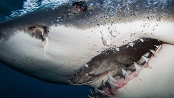 दुनिया की सबसे खतरनाक शार्क की चौंकाने वाली तस्वीर, 300 दांत फिर भी शिकार को फाड़कर निगल जाती है
