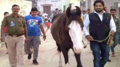 UP: आजम खान की भैंस और IAS का डॉगी खोजने के बाद अब नेता की घोड़ी तलाश रही रामपुर पुलिस