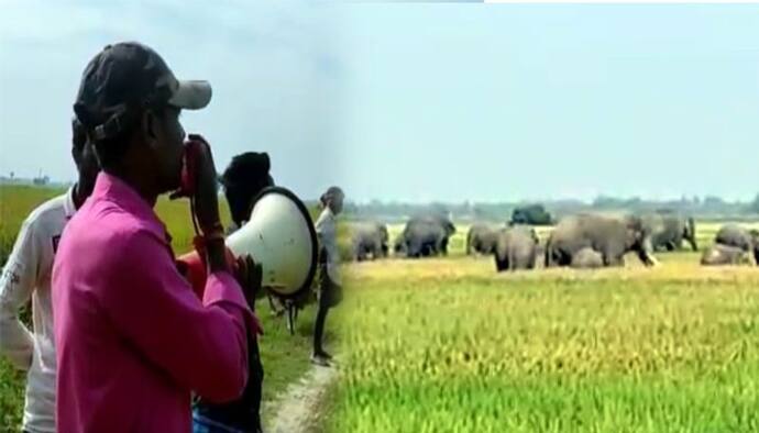 East Bardhaman Elephant- হাতির হানায় তটস্থ পূর্ব-বর্ধমান! আউশগ্রামে দাঁতালের হানায় আহত ১