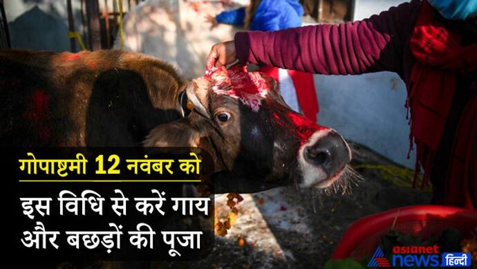 Gopashtami 2021: आज गोपाष्टमी पर इस विधि से करें गाय और बछड़ों की पूजा, पूरी करें ये परंपराएं