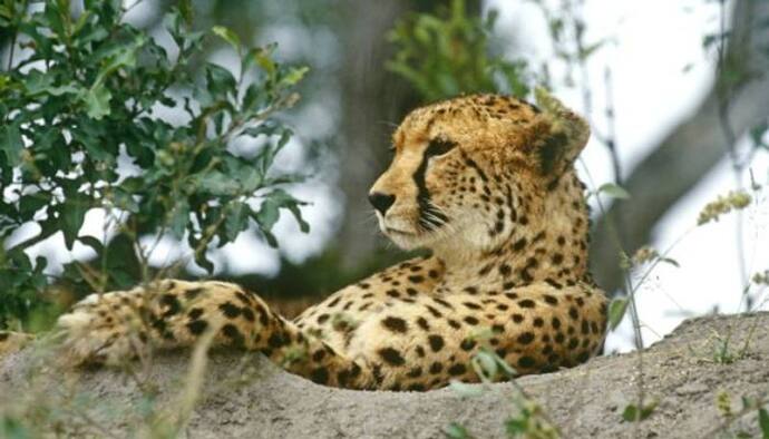 भारत में लुप्तप्राय Cheetah से फिर जंगलों को किया जाएगा आबाद, अफ्रीकी देशों से 14 चीता लाने की तैयारी