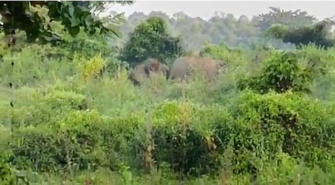 Elephant in Jalpaiguri: শহর দাপিয়ে বেড়াল দুই 'বন্ধু', দাঁতালের তাণ্ডবে জারি ১৪৪ ধারা