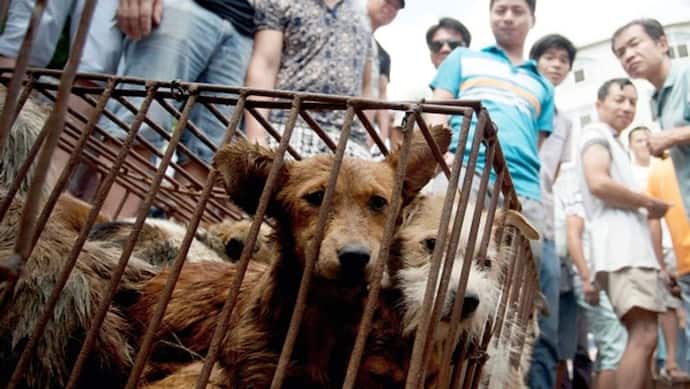 इंसानों को जिंदा रखने की कीमत: चीन पालतू कुत्ते-बिल्लियों की हत्या क्यों कर रहा है, इसके पीछे दिया अजीब तर्क