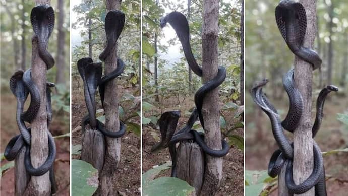 Rare pictures: महाराष्ट्र के मेलघाट में पेड़ पर एक साथ लहराते दिखे तीन बड़े कोबरा सांप