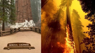 Wildfire in California: भयंकर आग में नष्ट हो गए 14000 दुर्लभ पेड़; 2500 साल पुराने पेड़ को पॉलिथिन में लपेटा