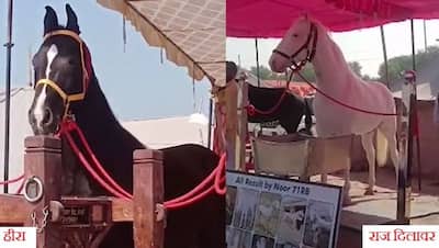श्रीगंगानगर:मेले में 2.5-1.25 करोड़ के घोड़े, एक बार में पीते 50 Ltr दूध, महीने का खर्च लाखों में,जानें खासियत
