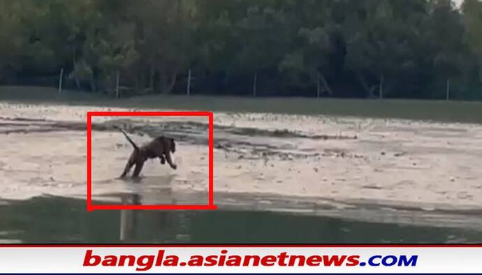Sundarban: শীতের আমেজ মেখে জঙ্গলের বাইরে আনাগোনা রয়েল বেঙ্গল টাইগারের, খুশি সুন্দরবনের পর্যটকেরা
