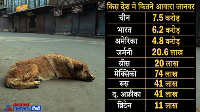 भारत में 6.2 करोड़ आवारा कुत्ते और 91 लाख बिल्लियां, आवारा पशुओं की आबादी के मामले में चीन के बाद दूसरा नंबर