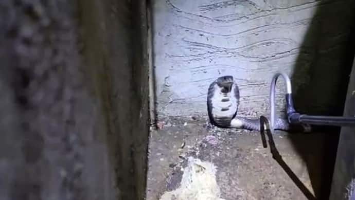 Shocking: बाथरूम के अंदर बैठा था खतरनाक जहर उगलने वाला कोबरा, डर के मारे घर से भागा पूरा परिवार