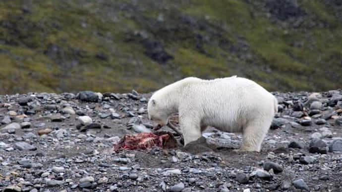Polar Bear की इस तस्वीर में ऐसा क्या दिखा, जिसने वैज्ञानिक को खुशी भी दी और परेशान भी किया