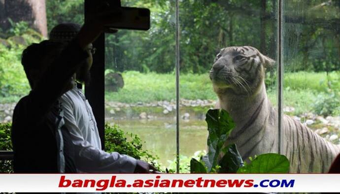 Alipore Zoo: একমাসের জন্য বাঘ পুষবেন নাকি, দারুণ ব্যবস্থা চালু করল আলিপুর চিড়িয়াখানা