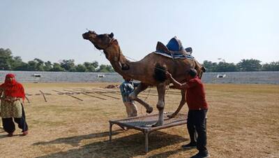 Rajasthan: बड़े कमाल का है ये ऊंट, 10 साल में कमाए सवा करोड़, AC में रहता, दूध-घी पीता, डांस भी करता,  Photos