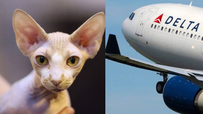 महिला ने विमान के अंदर बिल्ली को कराई Breastfeeding, क्रू मेंबर ने रोका तो ऐसा विवाद हुआ कि कहानी हो गई वायरल