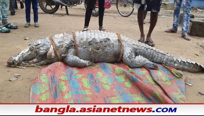 Crocodile in Hooghly: শ্রীরামপুরে গঙ্গার ঘাটে দেখা মিলল আস্ত কুমিরের, ব্যাপক চাঞ্চল্য গোটা এলাকায়