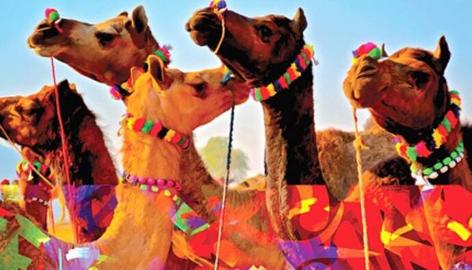 Camel Beauty Contest: উটের সৌন্দর্য প্রতিযোগিতা, কৃত্রিমভাবে সুন্দর করায় বাদ ৪০টি উট