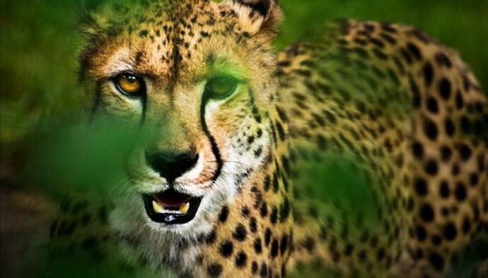 भारत की Cheetah परियोजना फिर अधर में, दस जोड़ी African चीतों को लाया जाना है Kuno National Park में