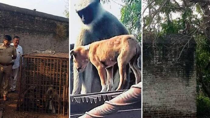 बदला लेने वाले बंदर: कुत्तों ने ऐसी क्या गलती की, जिससे बंदरों ने 80 पिल्लों को मौत के घात उतार दिया